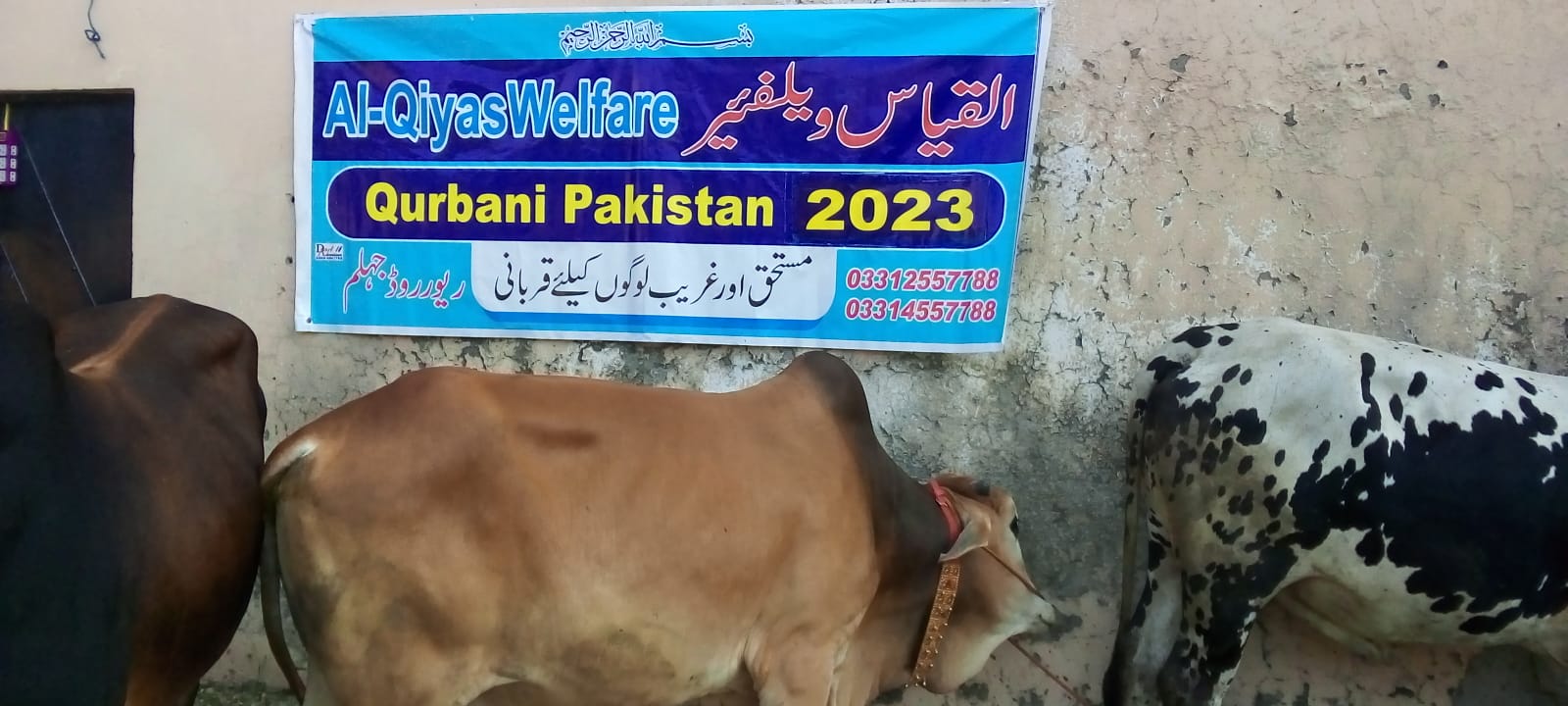 Al-Qiyas Welfare Qurbani 2023